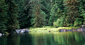 photo of a bear off in the distance